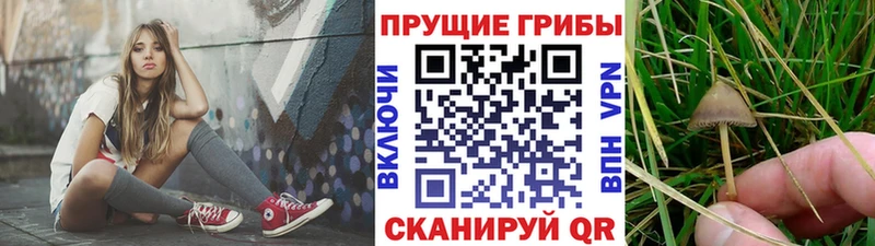 Купить закладки  Серпухов  Галлюциногенные грибы Magic Shrooms 